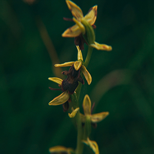 Lena Bergendahl, still ur The Human Orchid, 2024.